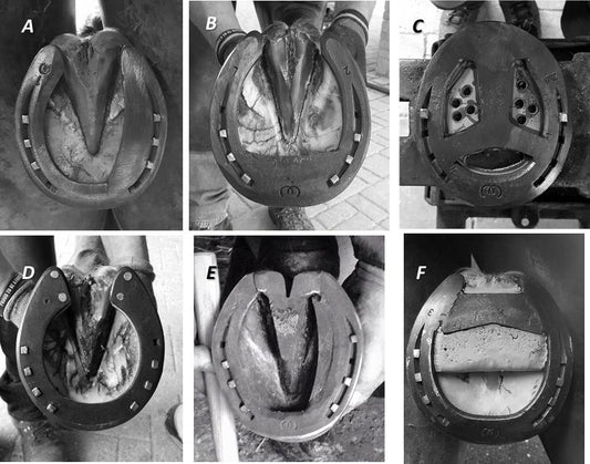 Using Science to Guide Farriery (Manipulating Force for a Mechanical Advantage) Part 1