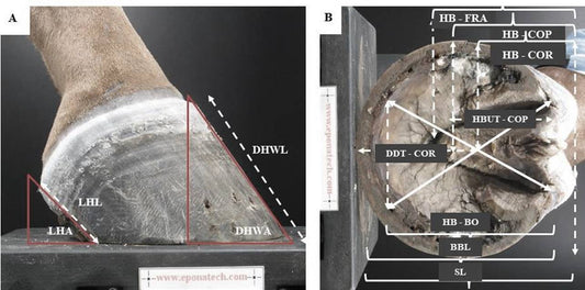 Morphological variations in equine hoof balance metrics and their influence on the mechanical behaviour of the foot and the probability of increased risk factors associated with lameness and pathology