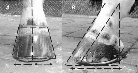Using Science to Guide Farriery (Manipulating Force for a Mechanical Advantage) Mark Caldwell PhD.,FWCF Part 2