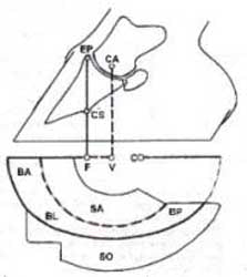 Colleoni Rock and Roll Front Shoe