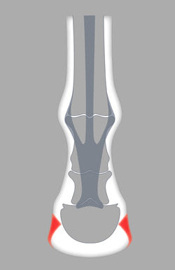 The ACR onion rolling shoe protects the heels and bars limiting pressure on the rear part of the foot.