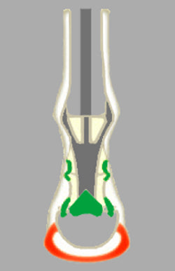 The ACR Rolling Torsion Shoe provides optimum protection for the whole sole and the bars; it is particularly recommended for horses that are apprehensive on difficult terrain. The rolling toe relieves pressure on the deep digital flexor tendon and associated structures