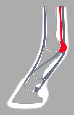 Visani Broad toe suspensory hind shoe