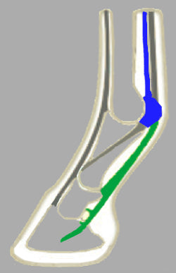 ACR Sport+ Shoe facilitate penetration in the ground and anticipate and limit stress on the suspensory apparatus (osseous muscle or superficial digital flexor tendon tendinitis). Anterior rolling motion reduces forces on the deep digital flexor tendon and relieves the distal collateral ligaments. ﻿﻿