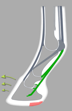 The rolling from quarter to quarter reduces the deep digital flexor tendon’s work and minimises the collateral ligaments’ efforts in circling and turning.