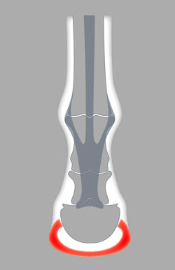 The ACR 1-clip covers and protects a large area of the sole and bars