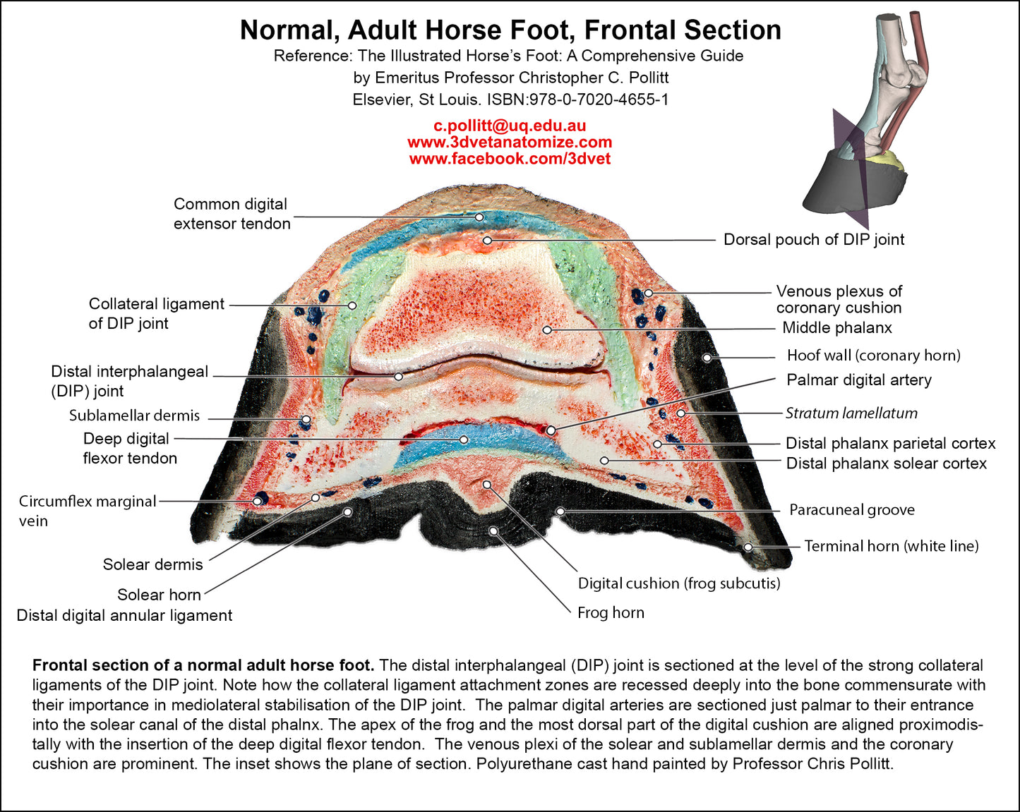 Polyurethane replica; Normal Adult Horse's Foot, Frontal Section