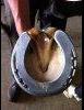 ACR 325 Rolling Torsion