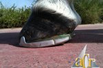 ACR 700 Centre Support Shoe