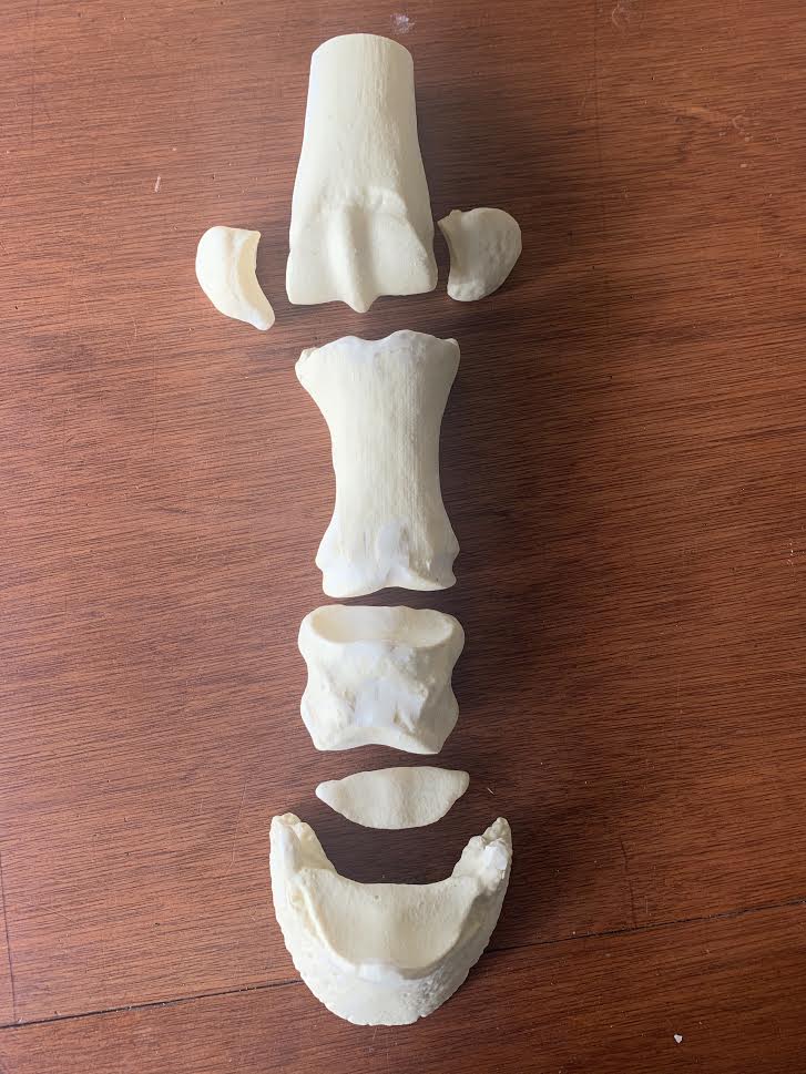Chris Pollitt Bag of Bones