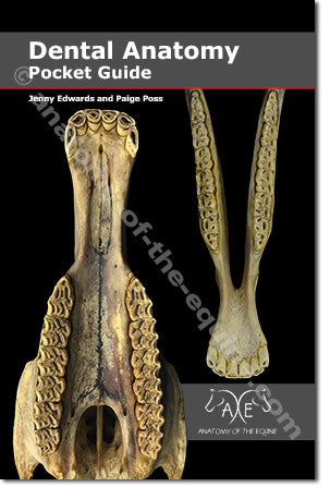 Paige Poss dental anatomy pocket guide