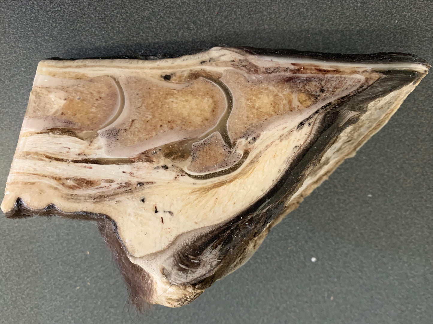 Chris Pollitt Freeze Dried Horse Foot