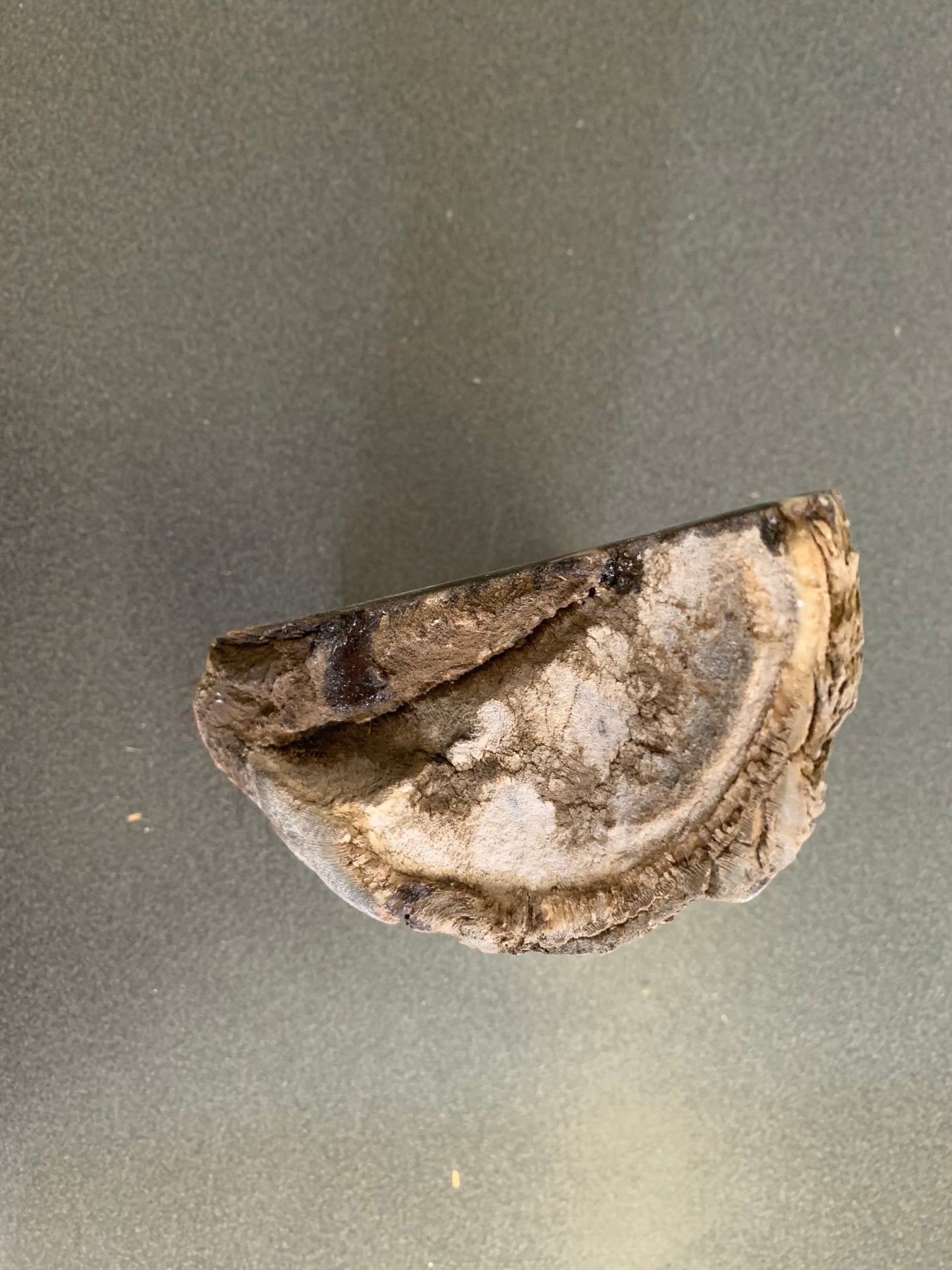 Chris Pollitt Freeze Dried Horse Foot