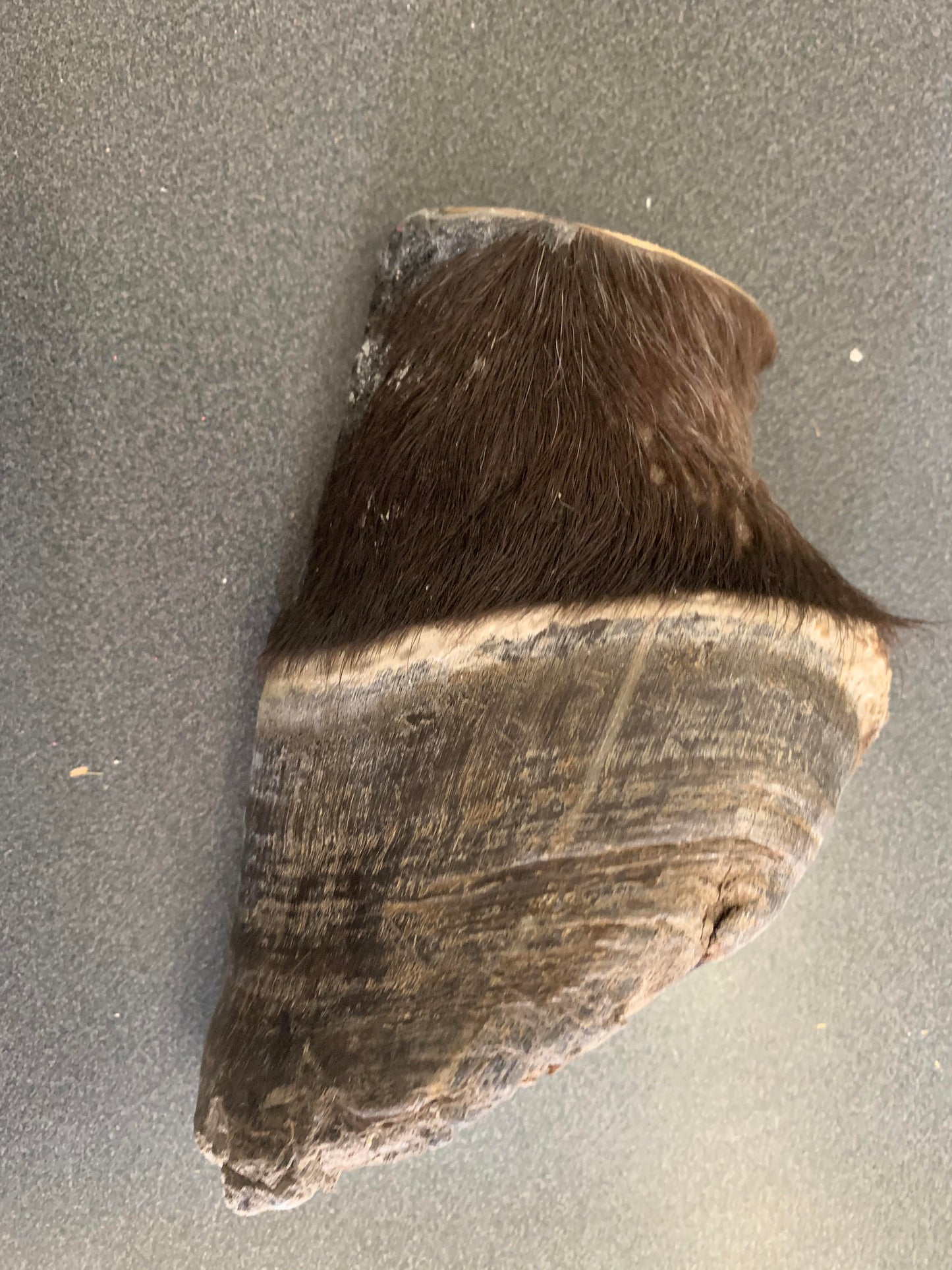 Chris Pollitt Freeze Dried Horse Foot
