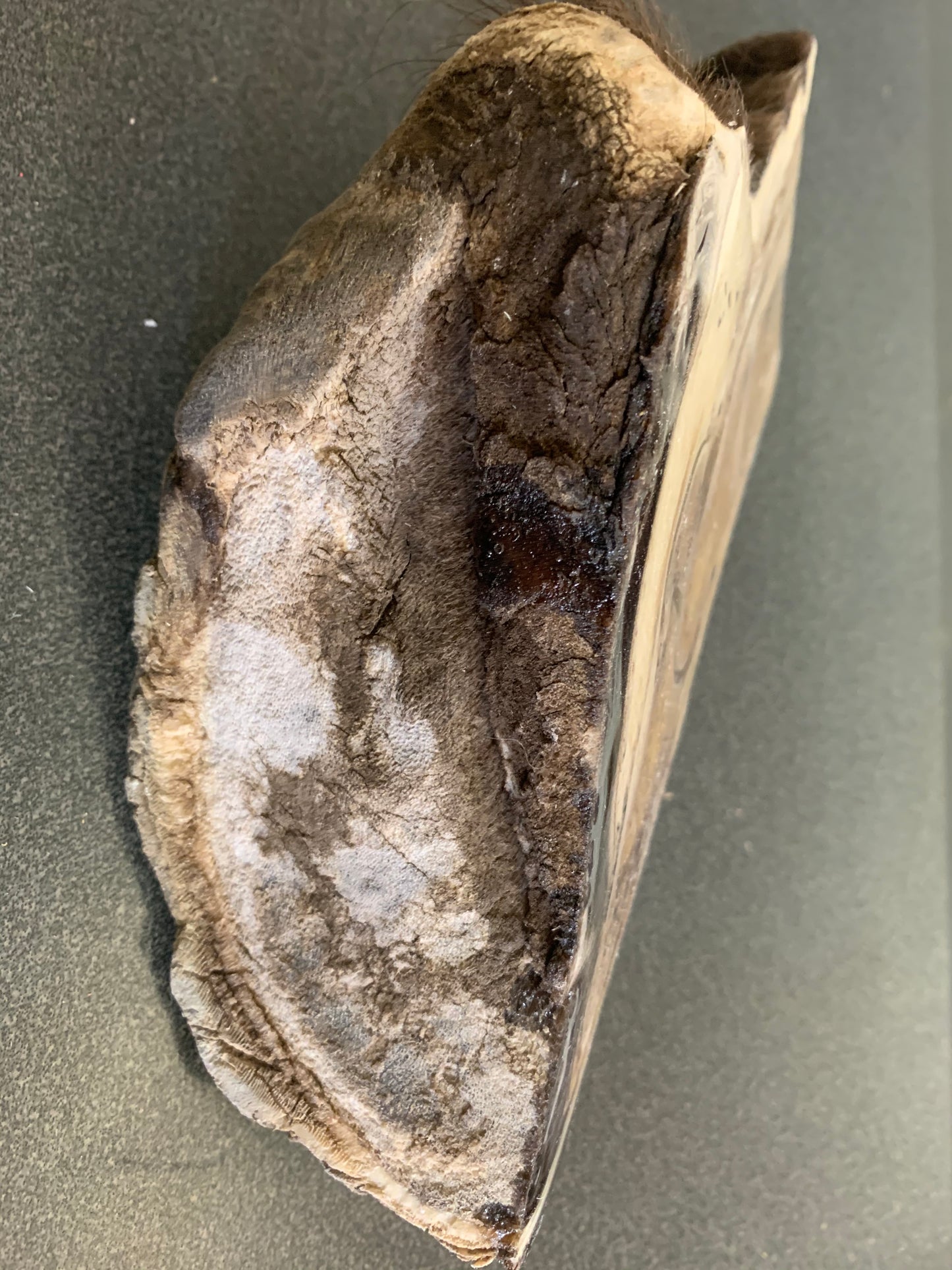 Chris Pollitt Freeze Dried Horse Foot