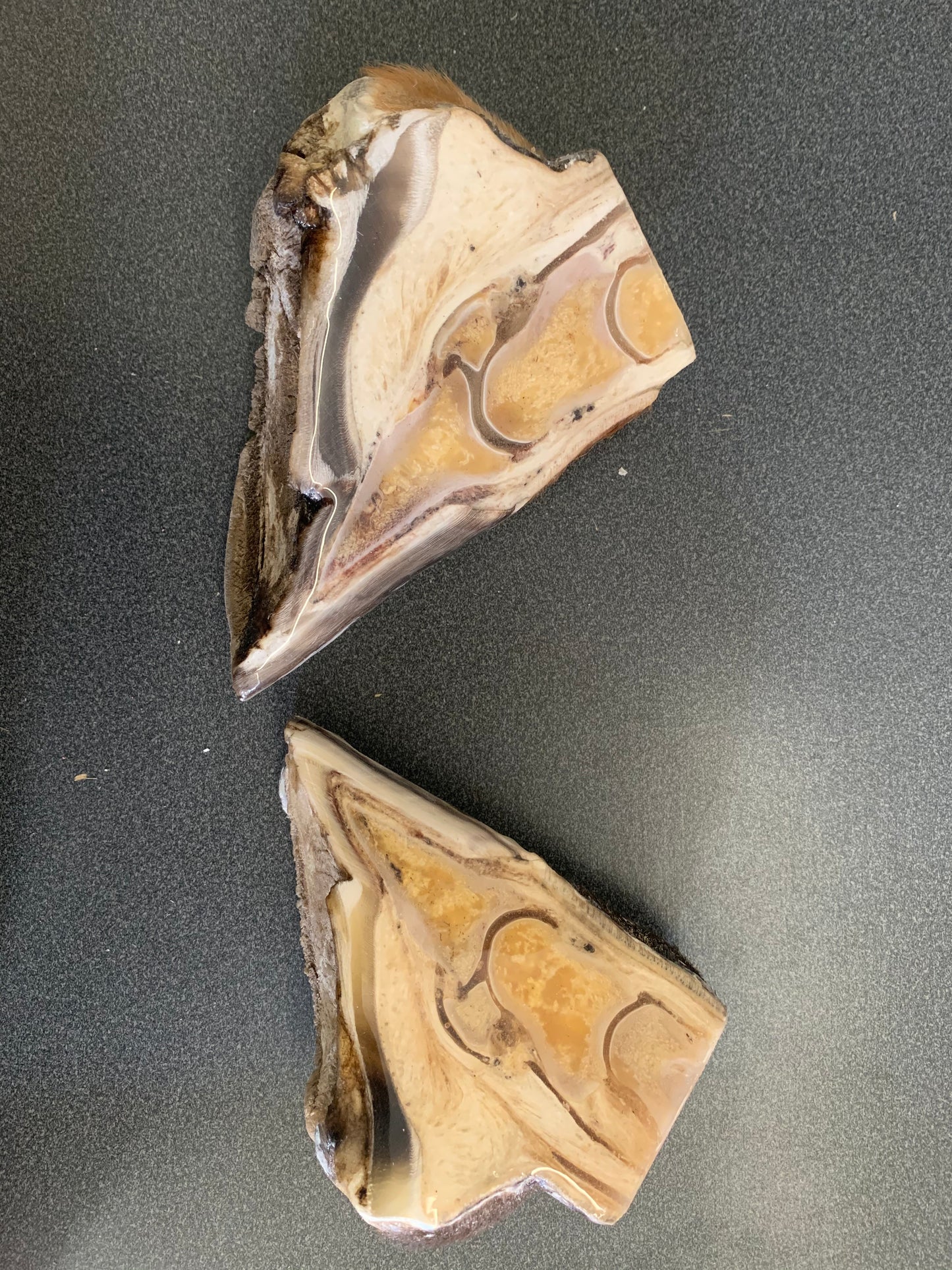Chris Pollitt Freeze Dried Horse Foot