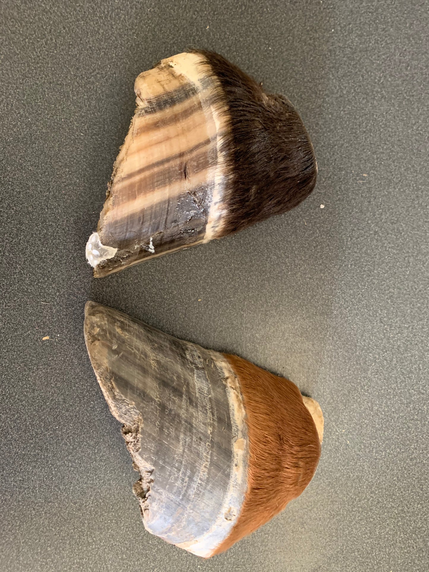 Chris Pollitt Freeze Dried Horse Foot