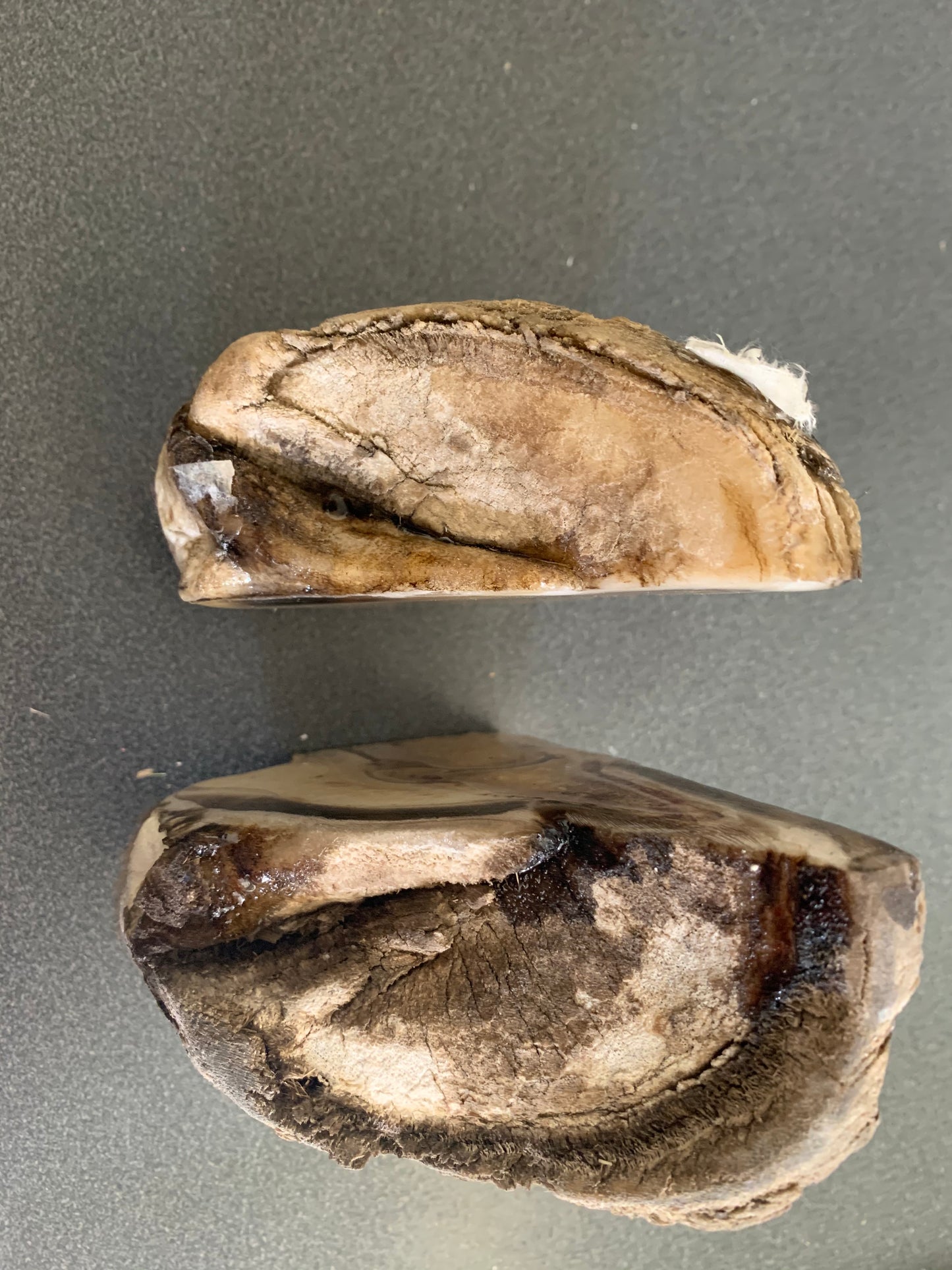 Chris Pollitt Freeze Dried Horse Foot