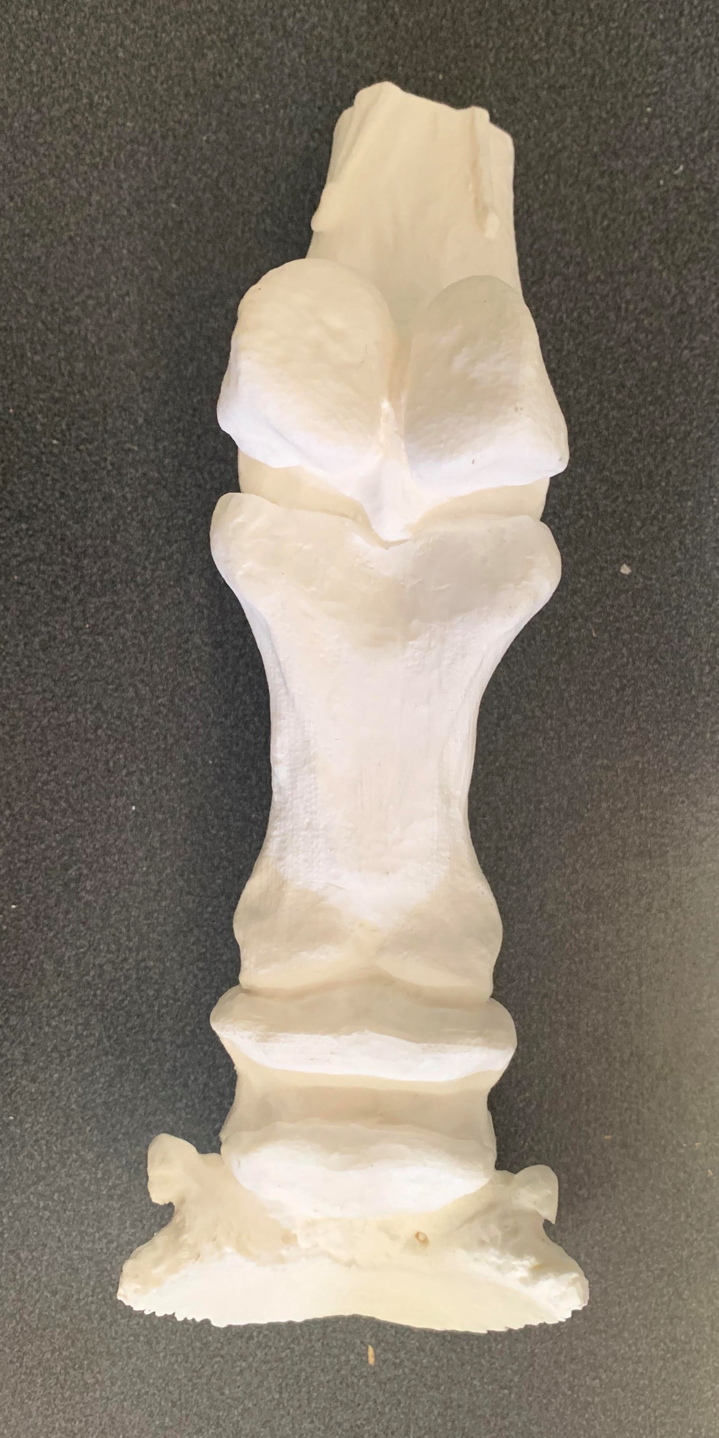Chris Pollitt Distal Limb Skeleton