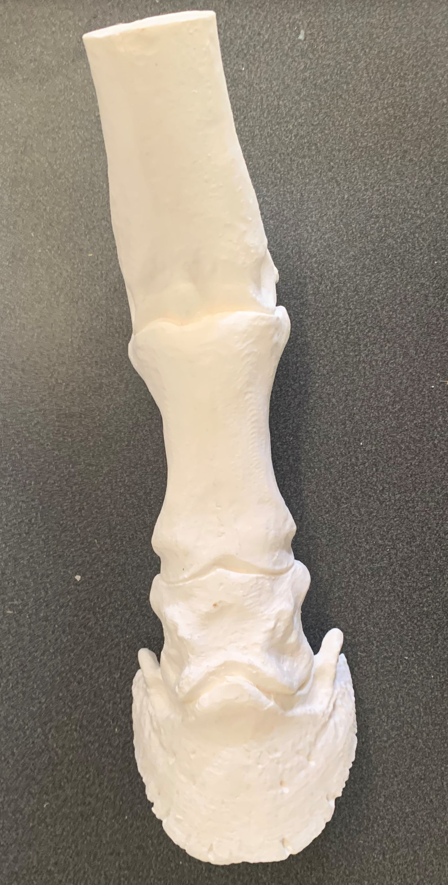 Chris Pollitt Distal Limb Skeleton