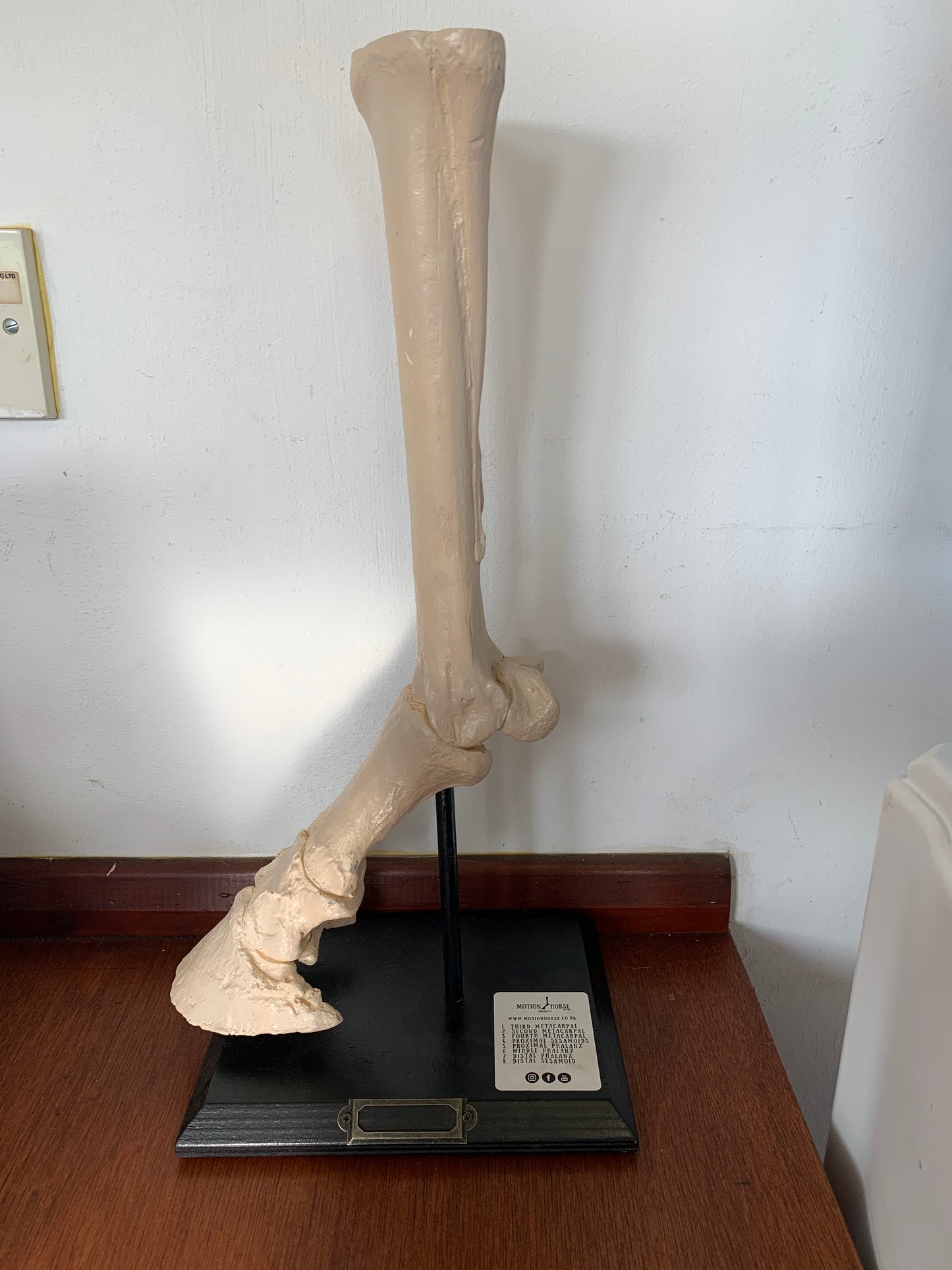 Motion Horse: Distal Limb on Stand