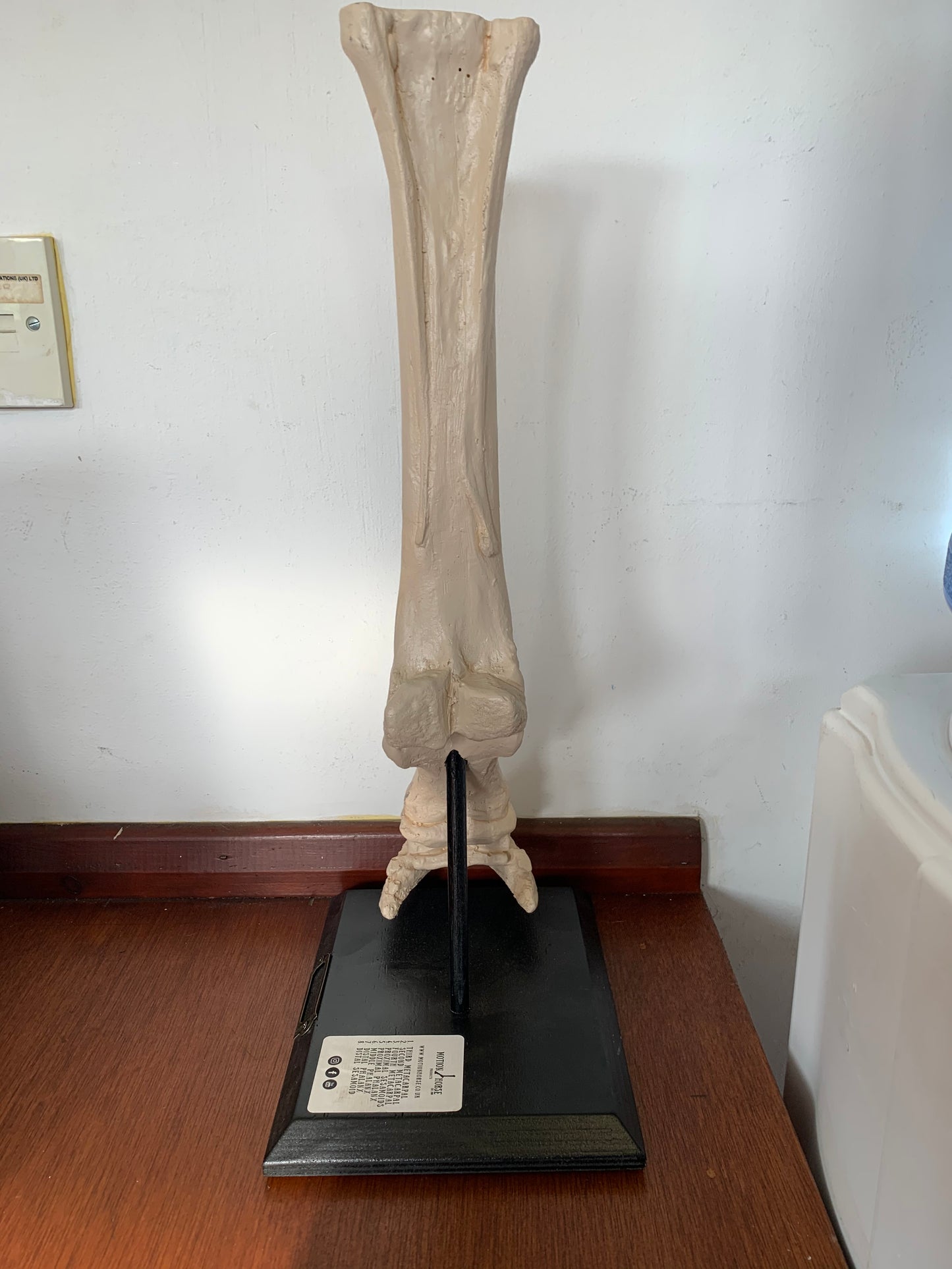 Motion Horse: Distal Limb on Stand