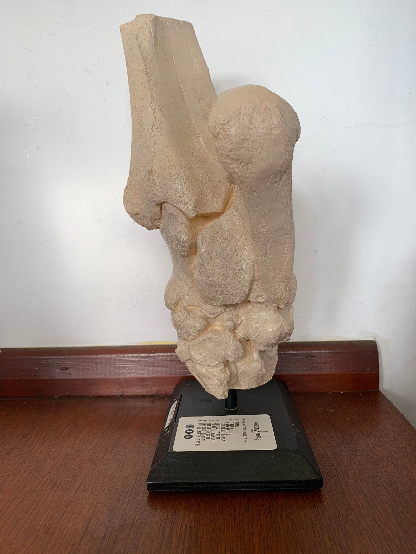 Motion Horse: Tarus (hock)