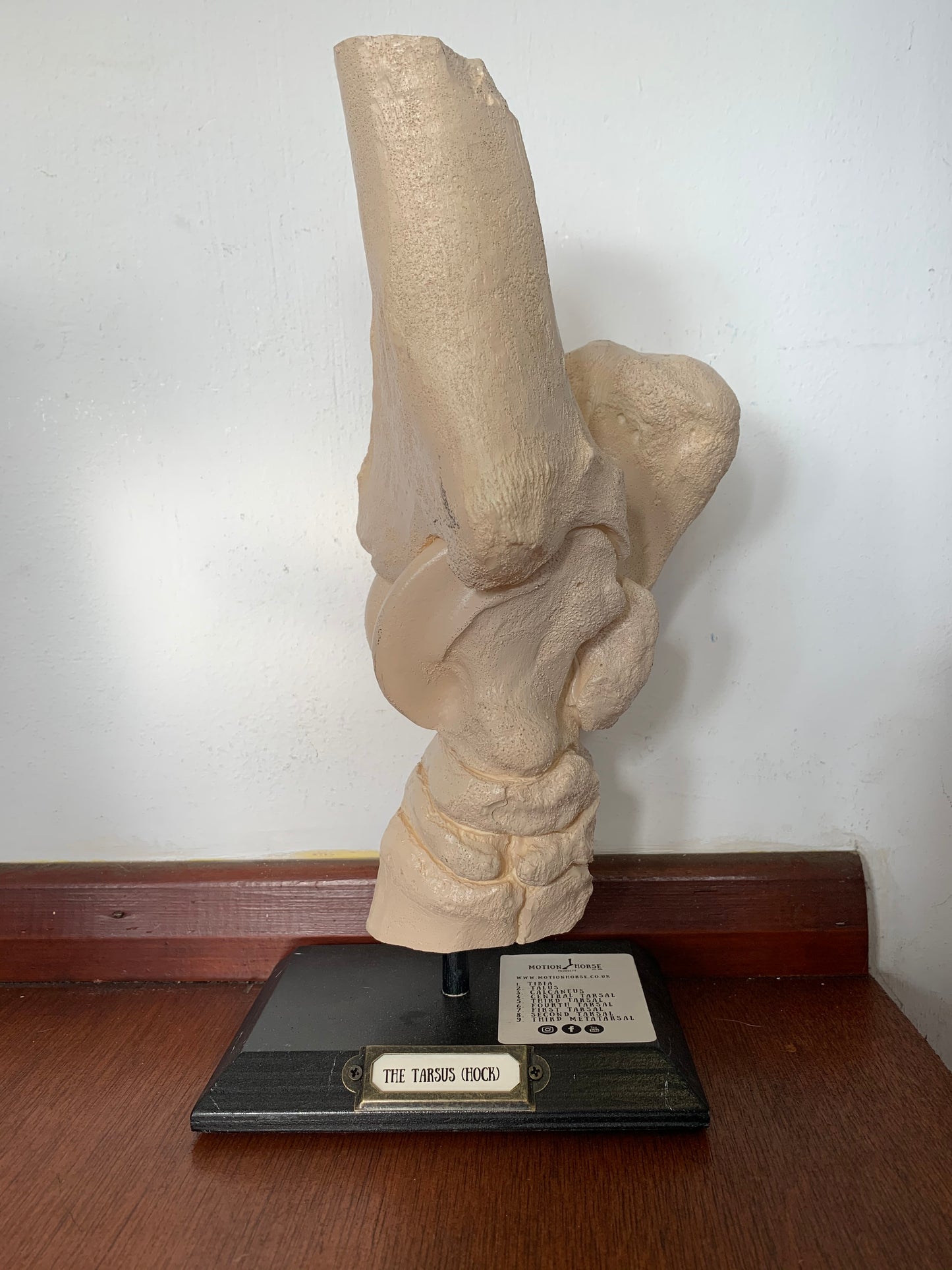 Motion Horse: Tarus (hock)