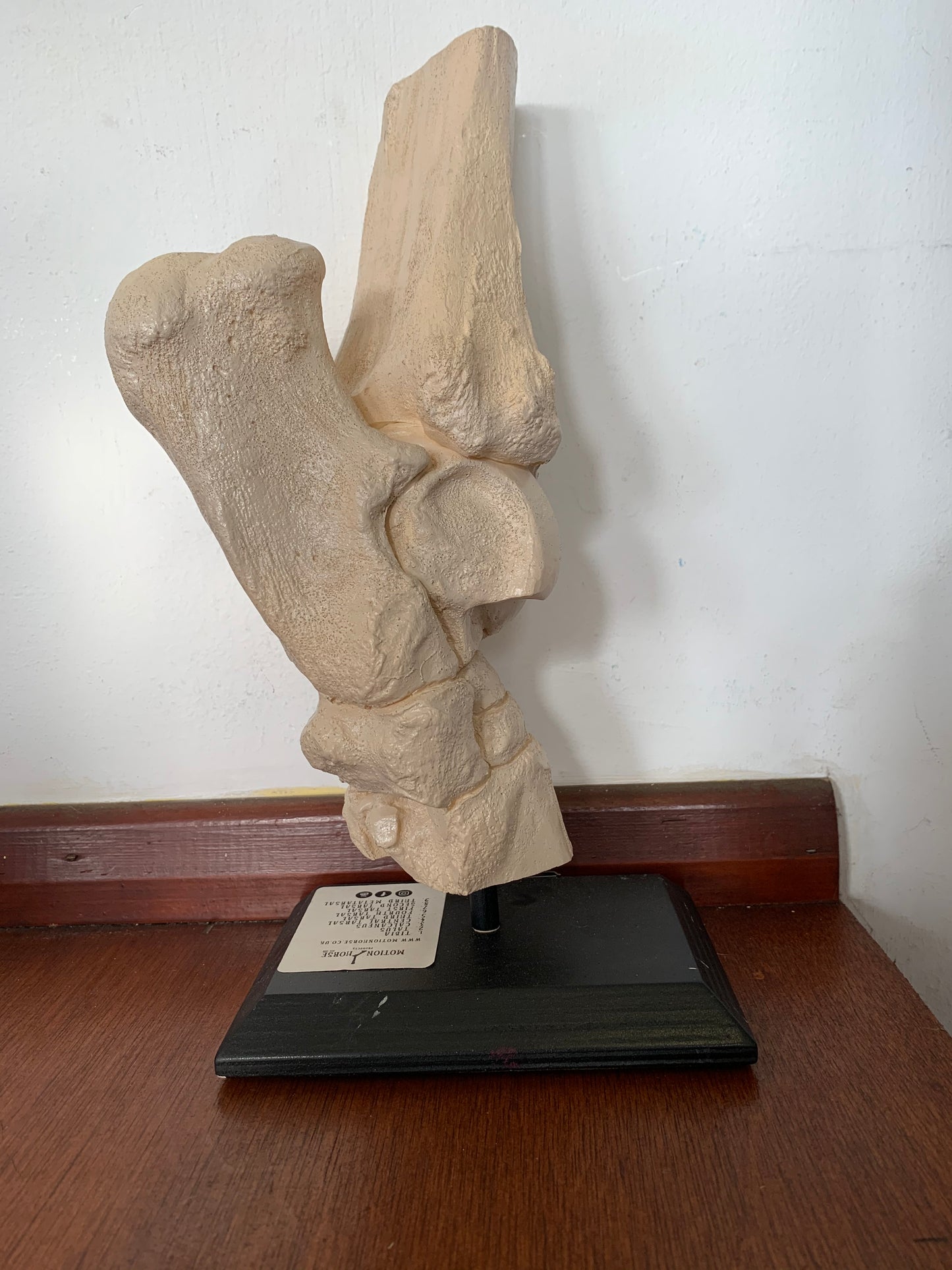 Motion Horse: Tarus (hock)