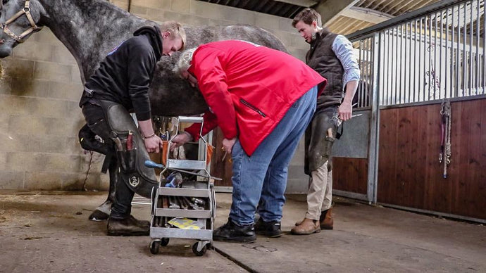 How to transition a Horse SHOES to BAREFOOT