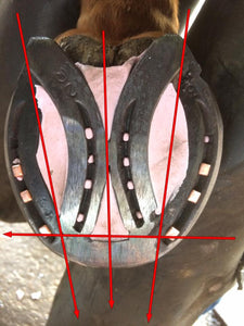 THE SHOEING LAB ELLIPTICAL SHOE HINDS GRADUATED