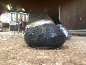 The Shoeing Labs Hoof Cast