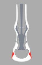 Load image into Gallery viewer, The ACR onion rolling shoe protects the heels and bars limiting pressure on the rear part of the foot.
