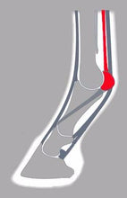 Load image into Gallery viewer, The ACR hind suspensory shoe limits the toe&#39;s penetration into soft ground; it relieves the suspensory apparatus and solicits the deep digital flexor tendon. 