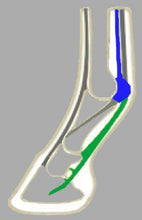 Load image into Gallery viewer, ACR Sport+ Shoe facilitate penetration in the ground and anticipate and limit stress on the suspensory apparatus (osseous muscle or superficial digital flexor tendon tendinitis). Anterior rolling motion reduces forces on the deep digital flexor tendon and relieves the distal collateral ligaments. ﻿﻿