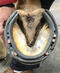 The Shoeing Lab Concave SC Hinds