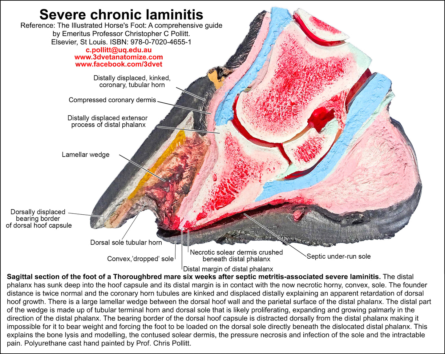 Polyurethane replica; sagittal section horse foot with severe chronic laminitis