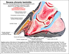 Load image into Gallery viewer, Polyurethane replica; sagittal section horse foot with severe chronic laminitis