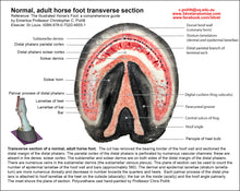 Load image into Gallery viewer, Polyurethane Replica; Normal Adult Horse&#39;s Foot, Transverse Section