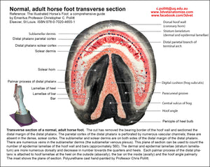 Polyurethane Replica; Normal Adult Horse's Foot, Transverse Section