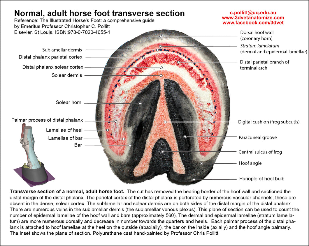 Polyurethane Replica; Normal Adult Horse's Foot, Transverse Section