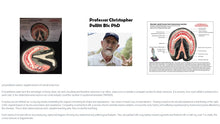 Load image into Gallery viewer, Polyurethane Replica; Normal Adult Horse&#39;s Foot, Transverse Section