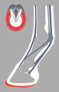The ACR 1-clip covers and protects a large area of the sole and bars