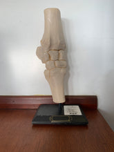 Load image into Gallery viewer, Motion Horse: Carpus