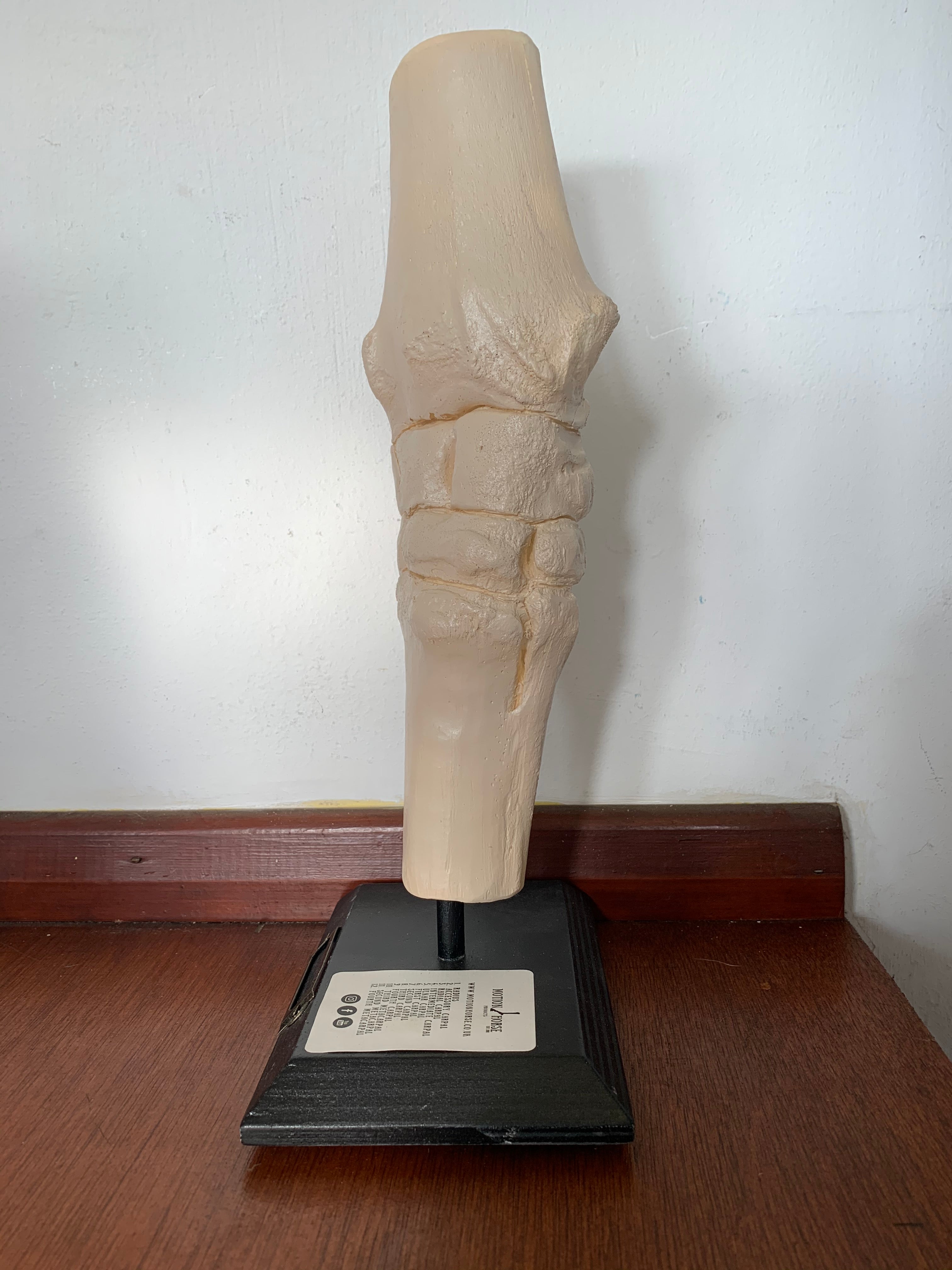 Motion Horse: Carpus – The Shoeing Lab