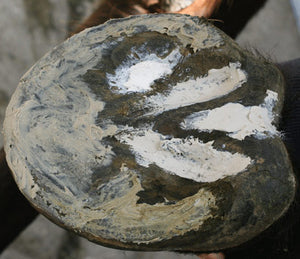 Artimud