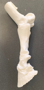 Chris Pollitt Distal Limb Skeleton