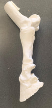 Load image into Gallery viewer, Chris Pollitt Distal Limb Skeleton