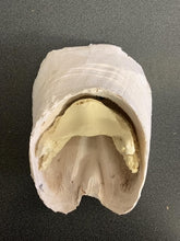 Load image into Gallery viewer, Chris Pollitt Foundered Hoof Capsule with Pathological Pedal Bone
