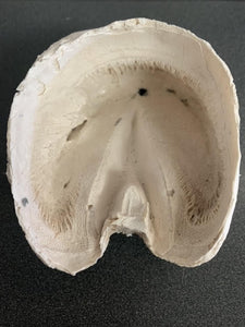 Chris Pollitt Foundered Hoof Capsule with Pathological Pedal Bone
